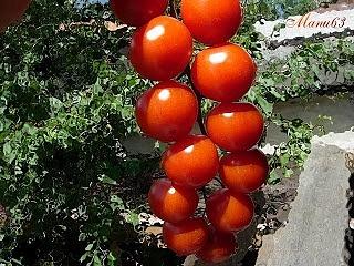 Pomodori a pezzettoni: come conservarli per l'inverno