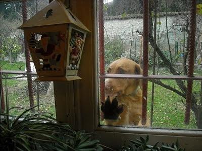 Il mio giardino oltre il vetro