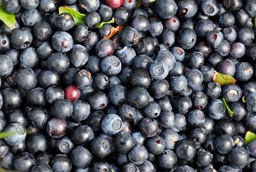 Mirtilli, frutto per dolci sfiziosi