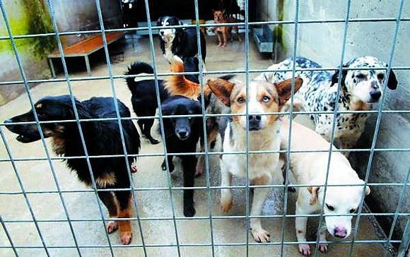 Adozioni di animali domestici: come prendersi cura dei cuccioli