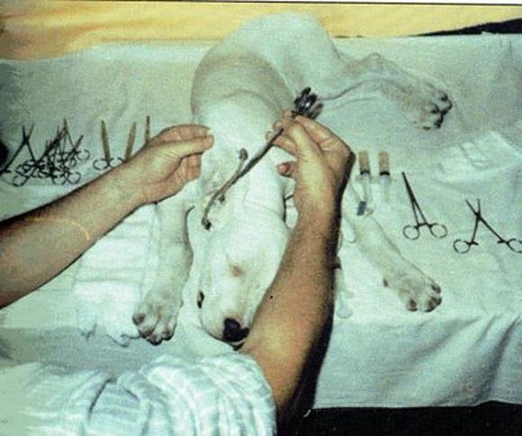 Eleganza sofisticata: caudotomia e conchectomia estetica per cani