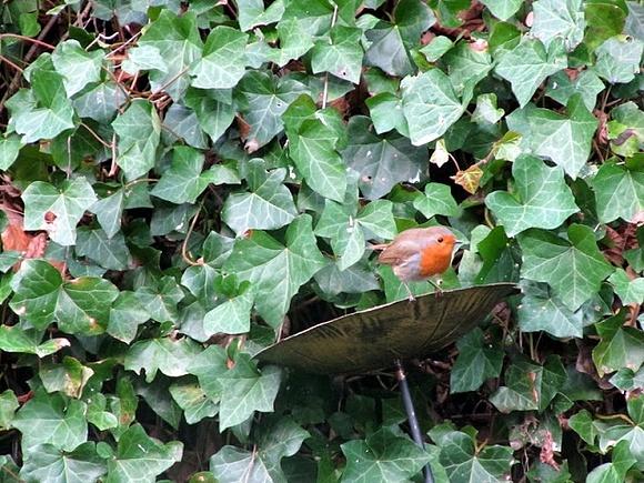 Di pettirossi, maialini, struffoli: prosperità e felicità