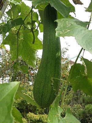 Acqua tonica di Hechima Luffa