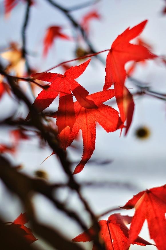 Ricetta al colore rosso: celebra l'autunno con un piatto vibrante
