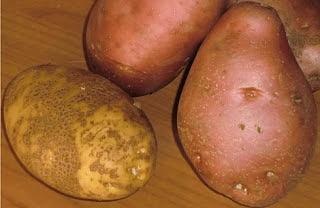 Patate: ricette e metodi di preparazione