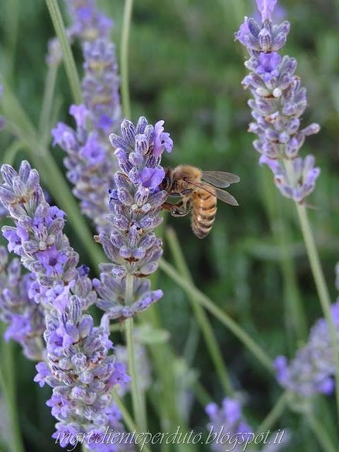 Oleolito alla lavanda per punture d'insetto e prurito