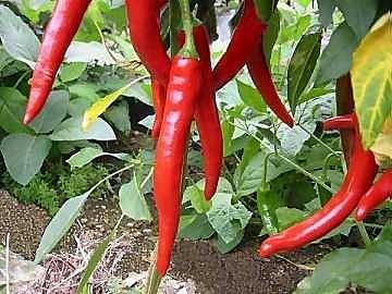 Come preparare la pasta all'arrabbiata