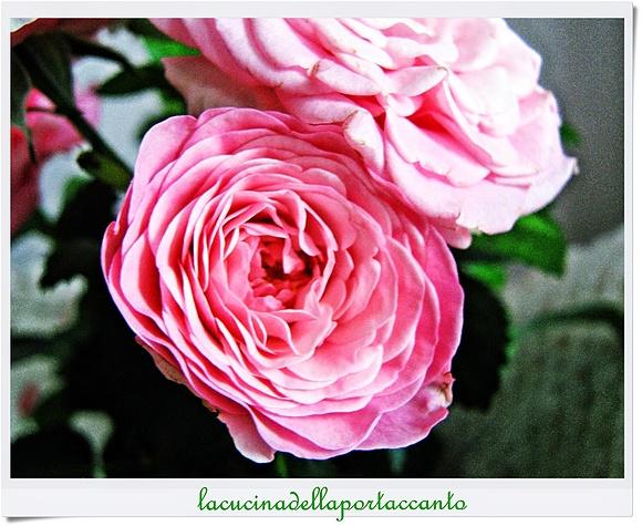 Rosa di macchia: guida e caratteristiche della rosa canina