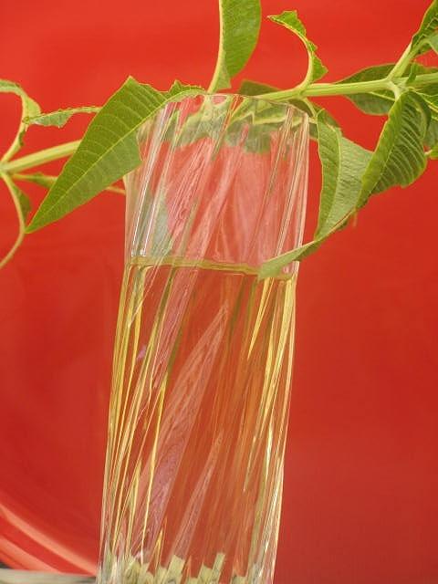 Liquore alla citronella, ottimo digestivo fatto in casa