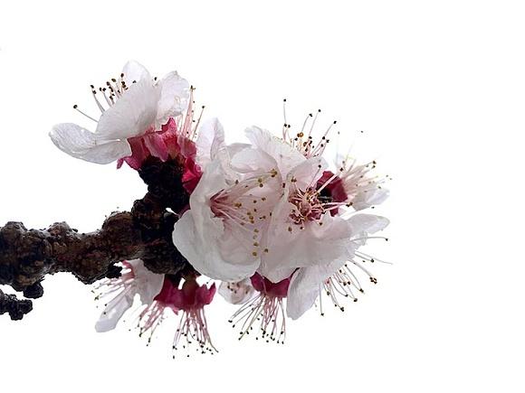 Primavera - Ricetta di stagione con verdure