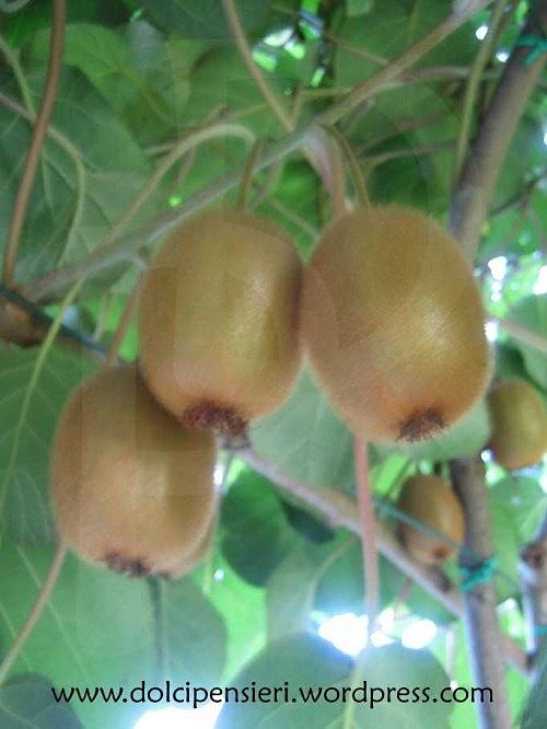 Aperitivo smeraldo con kiwi: ricetta fresca e coinvolgente